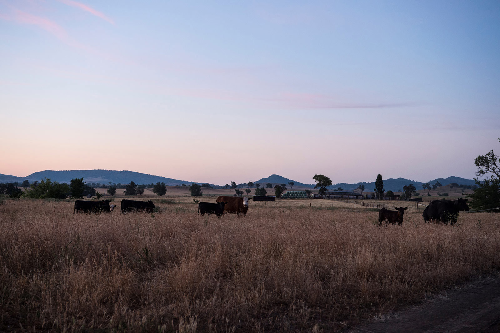 Goonoo Goonoo Homestead