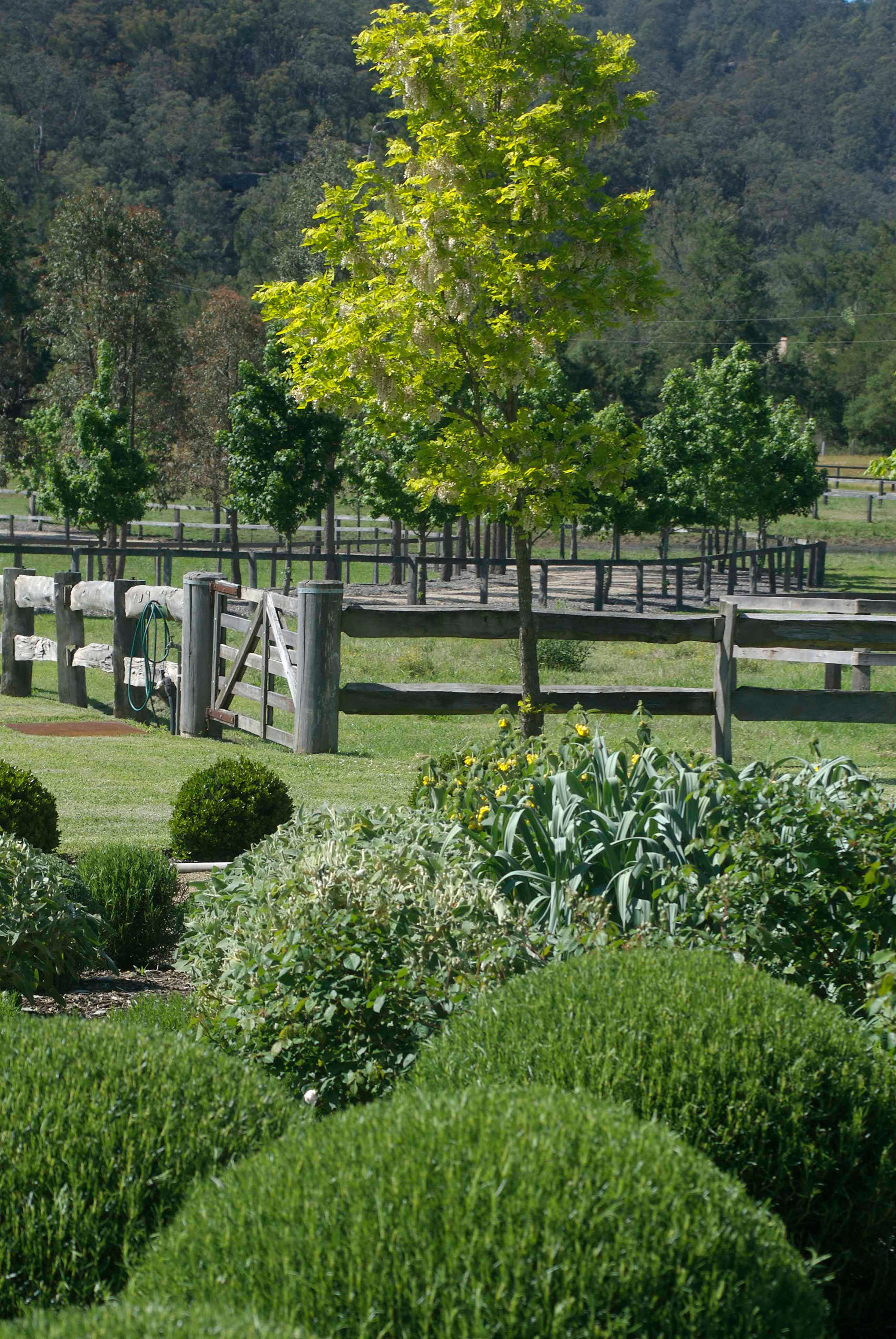 Wollombi